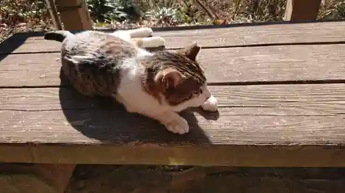 唐澤山神社の動物