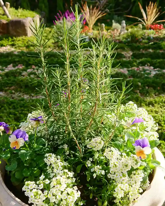 寿量山 速成寺の庭園