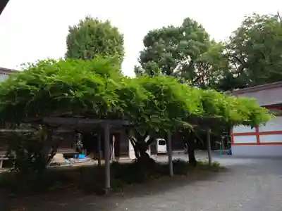 藤崎八旛宮(熊本県)