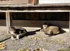 法禅寺の動物