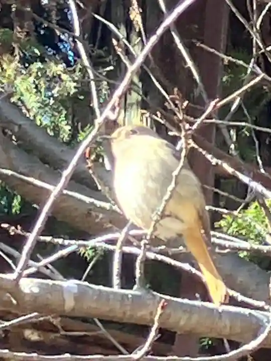 星宮神社の動物