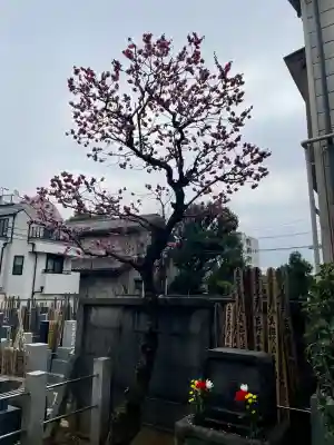 長運寺の{uncategorized: "未分類", other: "その他", undefined: "問題あり", building: "その他建物", grave: "お墓", sacred_gate: "鳥居", guardian: "狛犬", statue: "像", buddha: "仏像", history: "歴史", nature: "自然", garden: "庭園", animal: "動物", pagoda: "塔", temizu: "手水舎", mountain_gate: "山門・神門", sanctuary: "本殿・本堂", subordinate: "末社・摂社", art: "芸術", scenery: "景色", jizo: "地蔵", ema: "絵馬", goshuin: "御朱印", omikuji: "おみくじ", items: "授与品その他", amulet: "お守り", goshuincho: "御朱印帳", eats: "食事", festival: "お祭り", votive_dance: "神楽", shichigosan: "七五三参", wedding: "結婚式", experience: "体験その他", initially: "初詣", around: "周辺", anti_infection: "感染症対策"}
