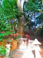 白山神社の自然