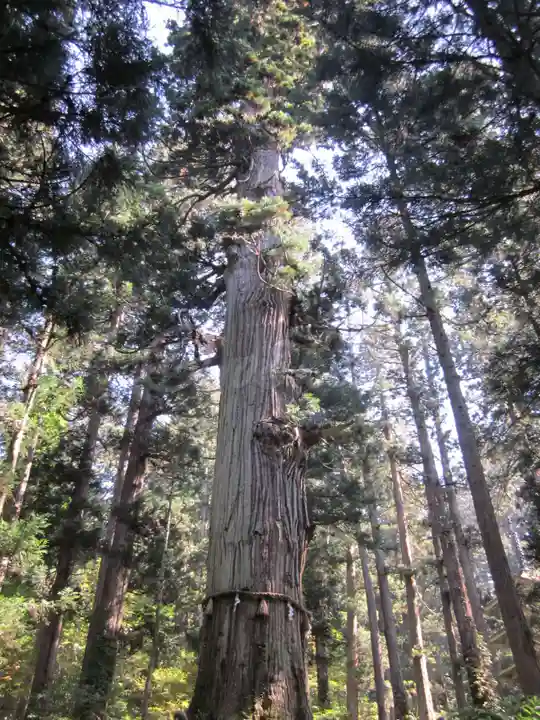 出羽神社(出羽三山神社)~三神合祭殿~の自然
