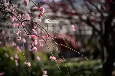 亀戸天神社(東京都)