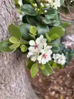 諏訪雷電神社(埼玉県)