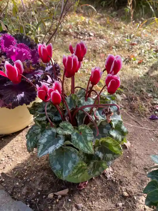 櫻井子安神社(千葉県)
