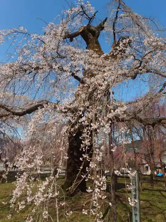清雲寺(埼玉県)