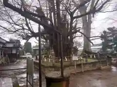 野木神社の自然