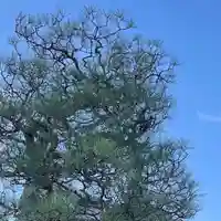 松本山 地福禅寺の自然