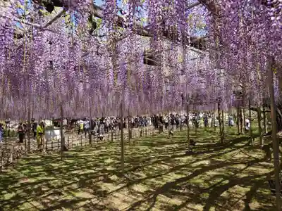 賀茂別雷神社(栃木県)