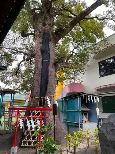 五方山熊野神社の自然