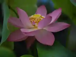 極楽山 浄土寺の自然(2021年05月17日(月) 01時23分24秒投稿)