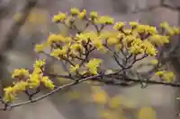 開成山大神宮の自然