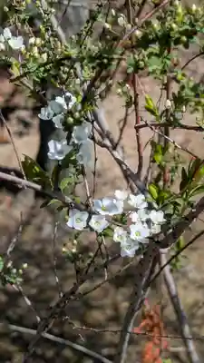 隨心院（随心院）(京都府)