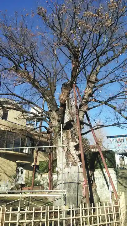 白山神社の自然