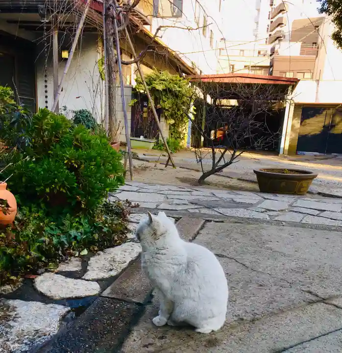 今戸神社の動物