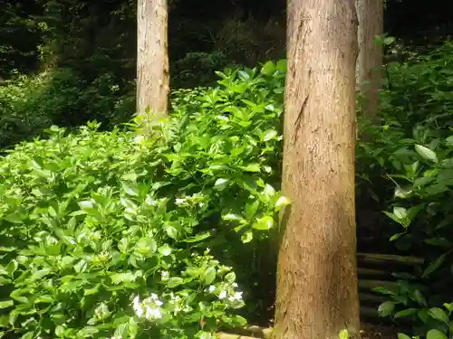 御霊神社の自然