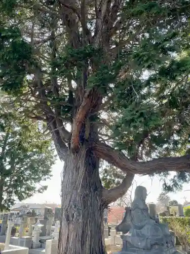 善応寺の{uncategorized: "未分類", other: "その他", undefined: "問題あり", building: "その他建物", grave: "お墓", sacred_gate: "鳥居", guardian: "狛犬", statue: "像", buddha: "仏像", history: "歴史", nature: "自然", garden: "庭園", animal: "動物", pagoda: "塔", temizu: "手水舎", mountain_gate: "山門・神門", sanctuary: "本殿・本堂", subordinate: "末社・摂社", art: "芸術", scenery: "景色", jizo: "地蔵", ema: "絵馬", goshuin: "御朱印", omikuji: "おみくじ", items: "授与品その他", amulet: "お守り", goshuincho: "御朱印帳", eats: "食事", festival: "お祭り", votive_dance: "神楽", shichigosan: "七五三参", wedding: "結婚式", experience: "体験その他", initially: "初詣", around: "周辺", anti_infection: "感染症対策"}