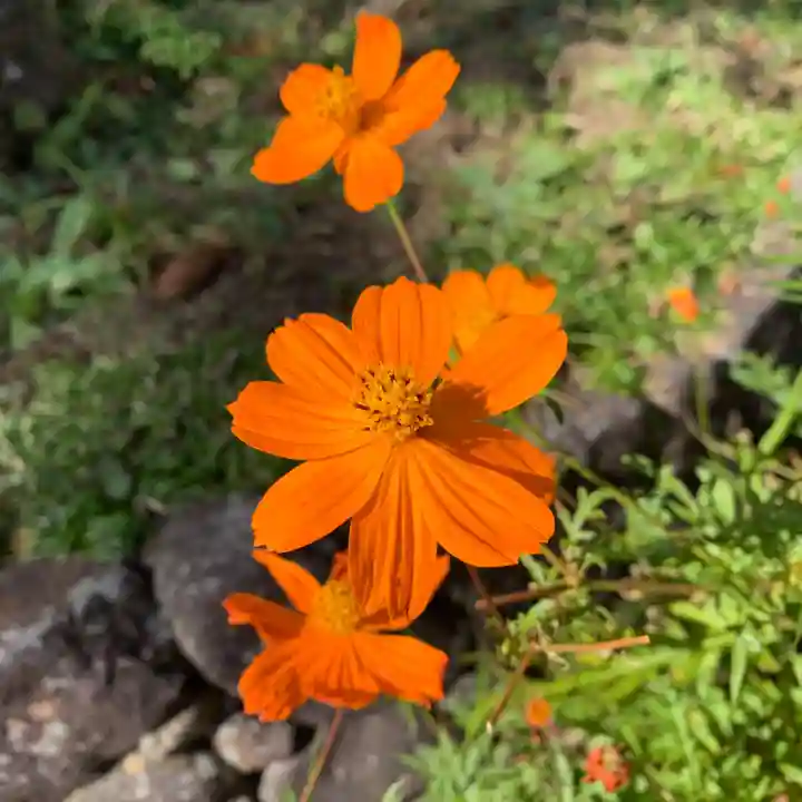 豊景神社の自然