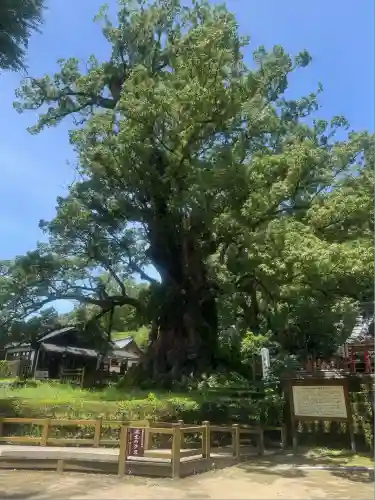 蒲生八幡神社(鹿児島県)