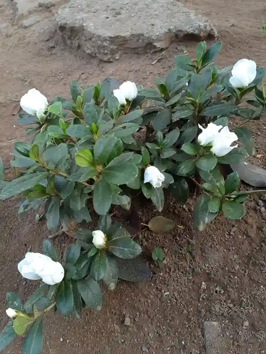 伏木香取神社(茨城県)