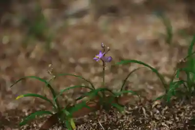 和田神社の自然