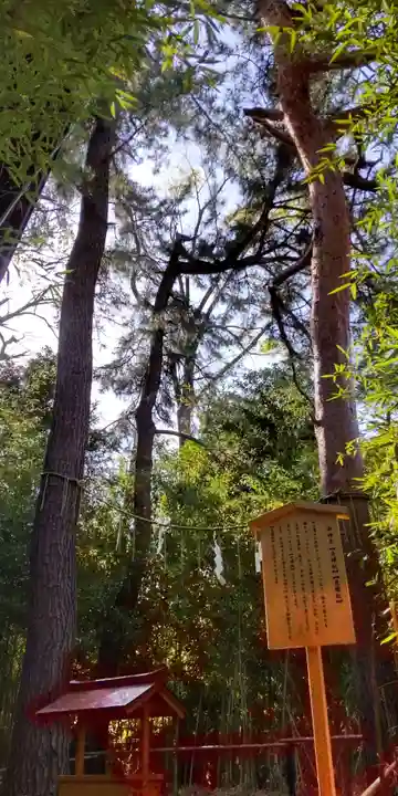 自由が丘熊野神社の自然