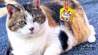 賀茂別雷神社(栃木県)