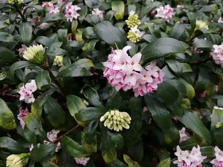 平河天満宮の自然