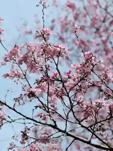 光明寺(静岡県)(2024年04月06日(土) 09時35分35秒投稿)