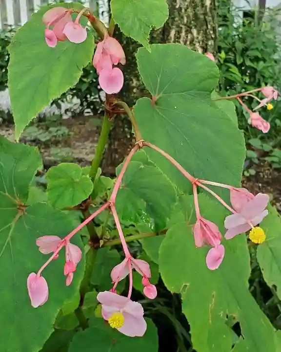 沙沙貴神社の自然