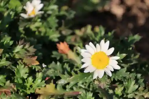 大鏑神社の庭園