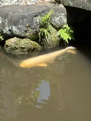 玉村八幡宮(群馬県)