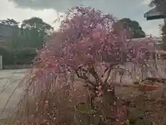 和泉國一之宮　大鳥大社(大阪府)