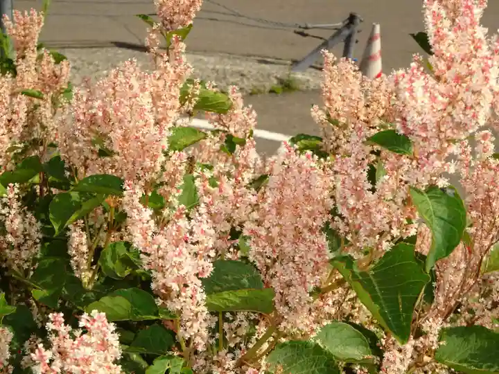 冨士山小御嶽神社の自然