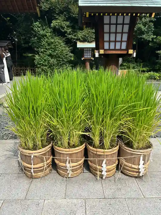 東京大神宮(東京都)