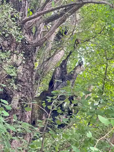 飛木稲荷神社の自然