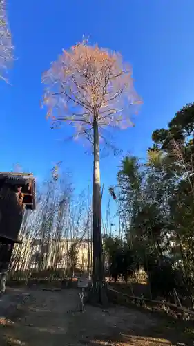 蛭子島神社(京都府)