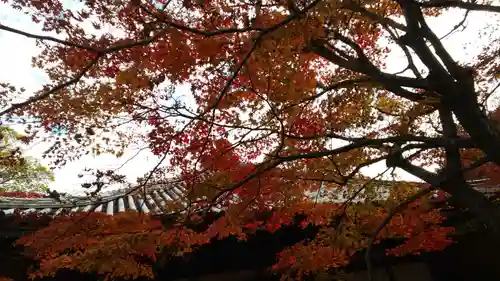 柳谷観音　楊谷寺の自然