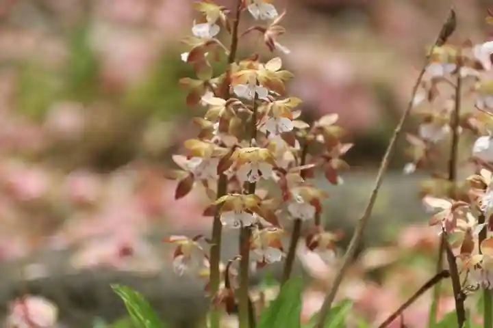 開成山大神宮の自然