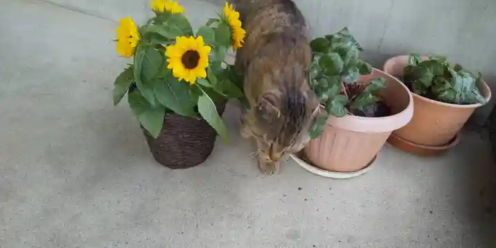鹿角八坂神社の動物