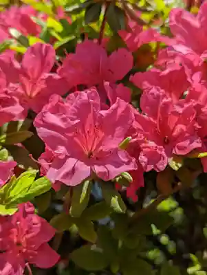 六孫王神社(京都府)
