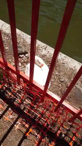 生島足島神社の動物