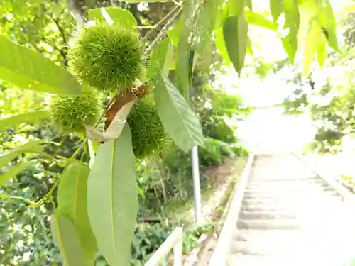 熊野神社(福井県)