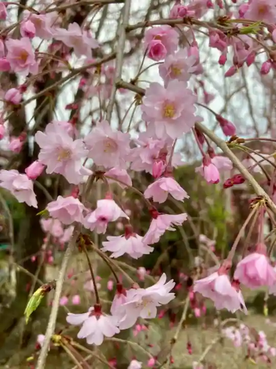 多治速比売神社(大阪府)