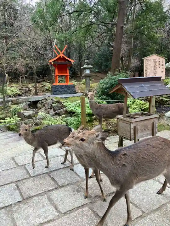 春日大社の動物