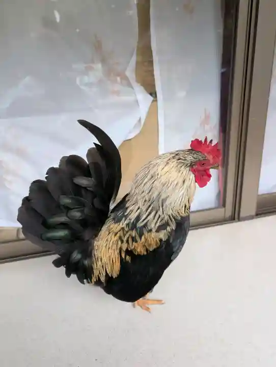 大崎八幡宮の{uncategorized: "未分類", other: "その他", undefined: "問題あり", building: "その他建物", grave: "お墓", sacred_gate: "鳥居", guardian: "狛犬", statue: "像", buddha: "仏像", history: "歴史", nature: "自然", garden: "庭園", animal: "動物", pagoda: "塔", temizu: "手水舎", mountain_gate: "山門・神門", sanctuary: "本殿・本堂", subordinate: "末社・摂社", art: "芸術", scenery: "景色", jizo: "地蔵", ema: "絵馬", goshuin: "御朱印", omikuji: "おみくじ", items: "授与品その他", amulet: "お守り", goshuincho: "御朱印帳", eats: "食事", festival: "お祭り", votive_dance: "神楽", shichigosan: "七五三参", wedding: "結婚式", experience: "体験その他", initially: "初詣", around: "周辺", anti_infection: "感染症対策"}