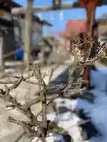 大鏑神社の自然