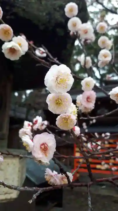 今宮神社の自然
